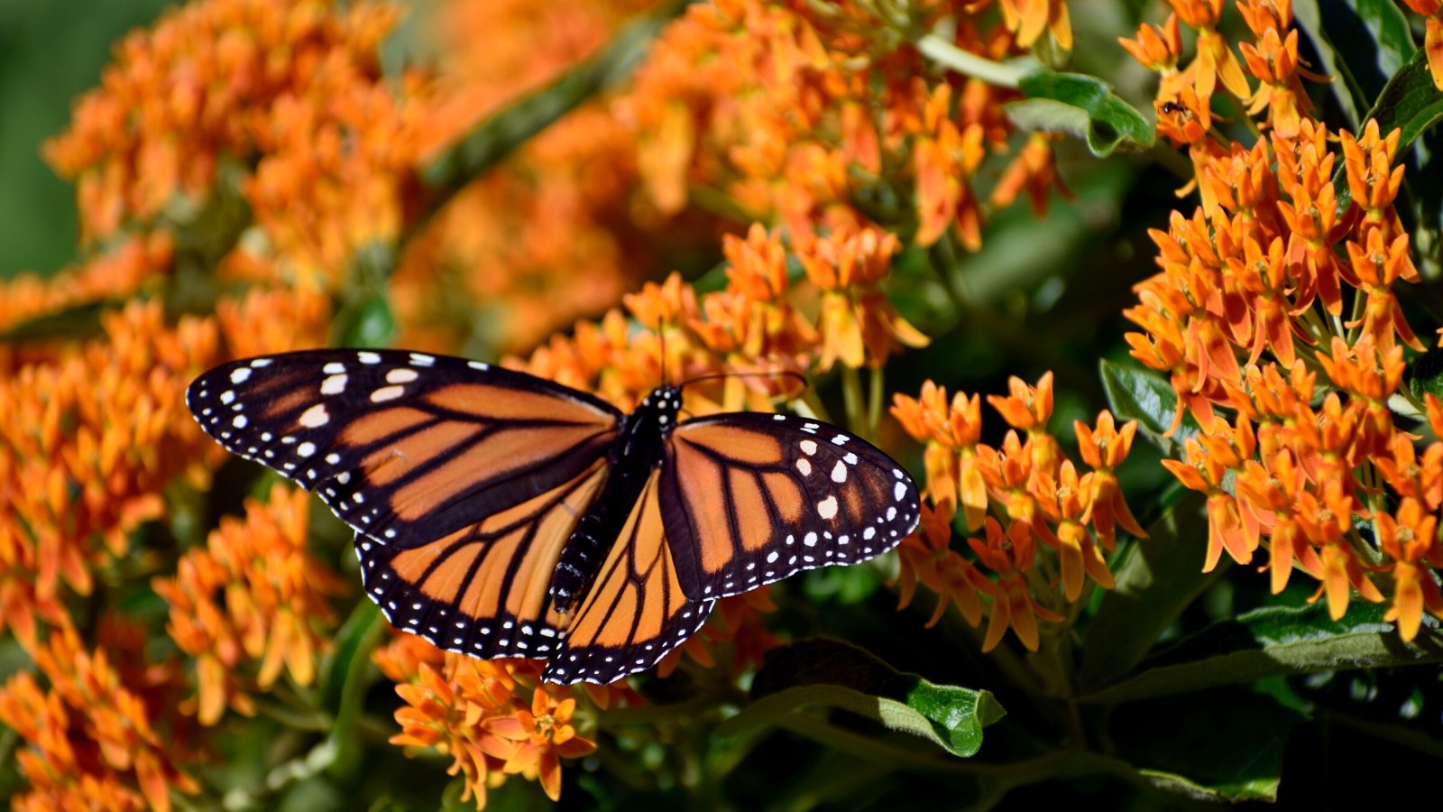 A monarch butterfly, adorned with delicate white spots, lands on a cluster of vibrant orange native flowers. The glossy, curled leaves of the flowers add an extra layer of texture to this charming scene in nature's symphony.
