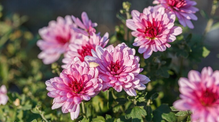 When is the Best Time to Plant Fall Mums?