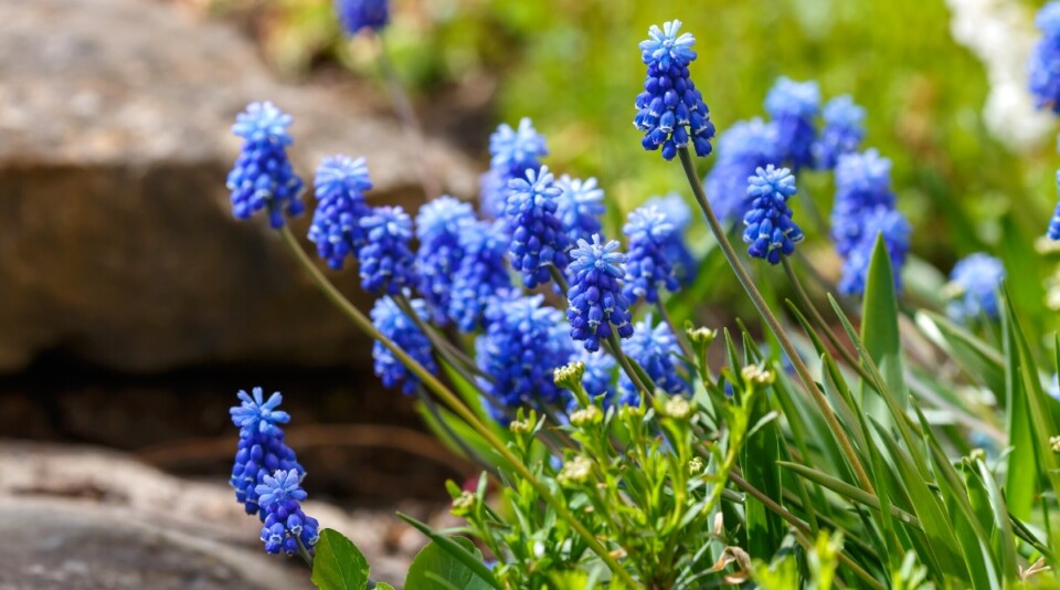 17 Naturalizing Fall Bulbs for Easy Perennial Color