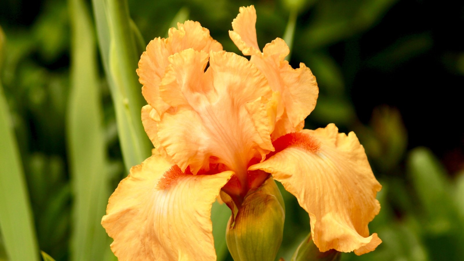 11 Different Types Of Orange Iris Varieties For Your