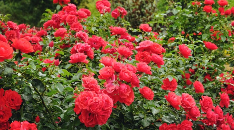 17 Roses That Thrive on Neglect