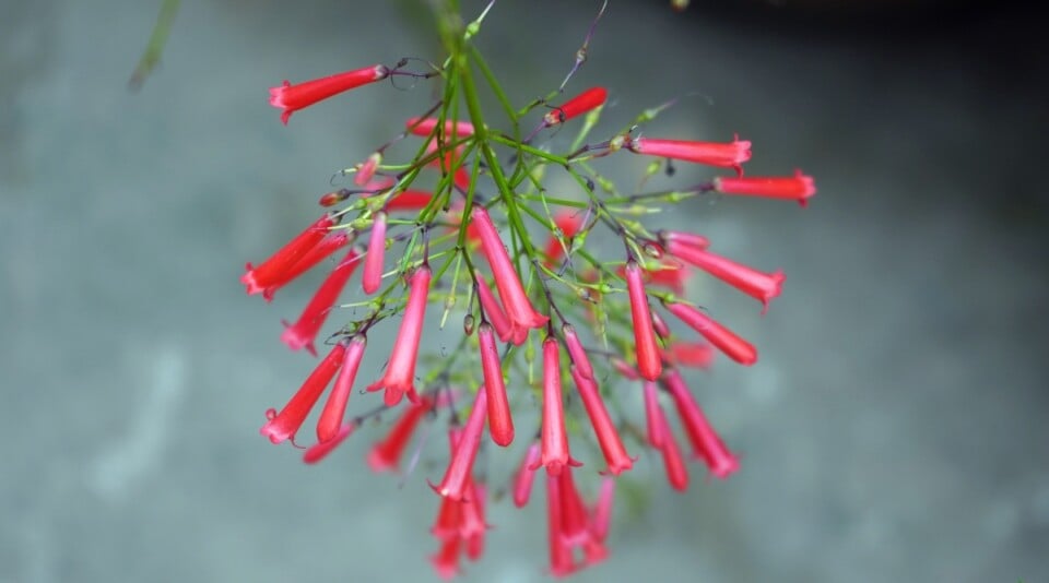 How to Plant, Grow, and Care for Firecracker Plants