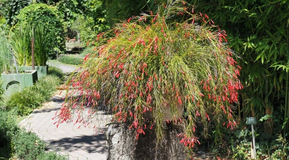 How to Plant, Grow, and Care for Firecracker Plants