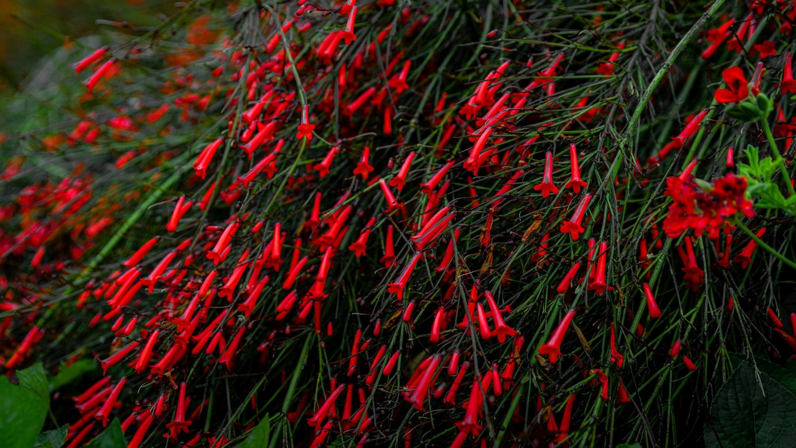 how-to-plant-grow-and-care-for-firecracker-plants