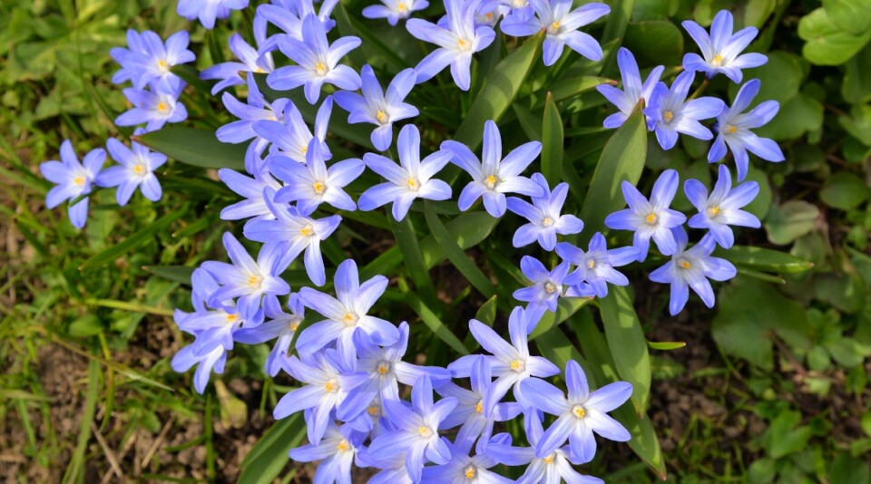 17 Naturalizing Fall Bulbs for Easy Perennial Color