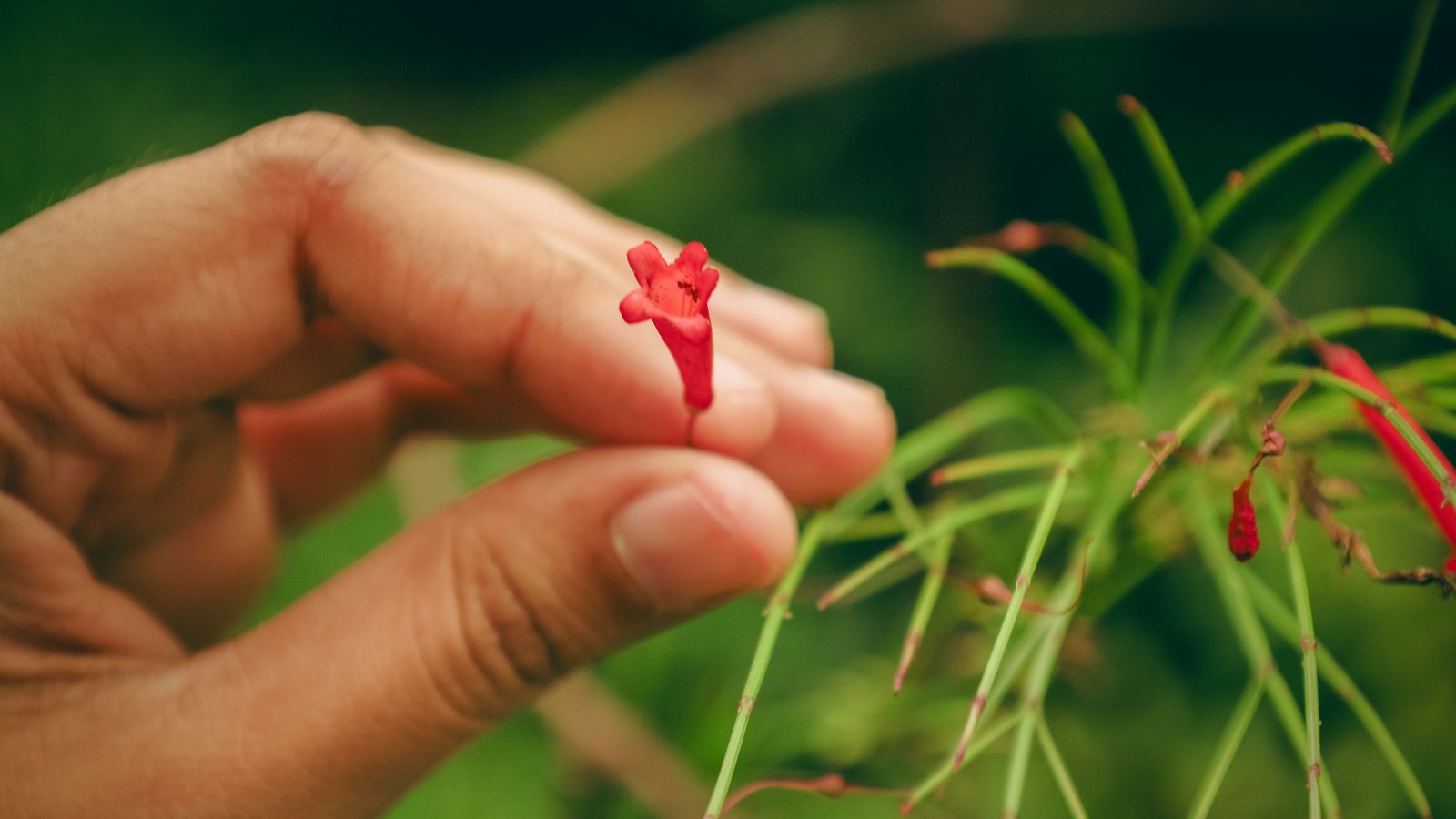 A gardener's hand holds the stem of a flower from a firecracker plant.