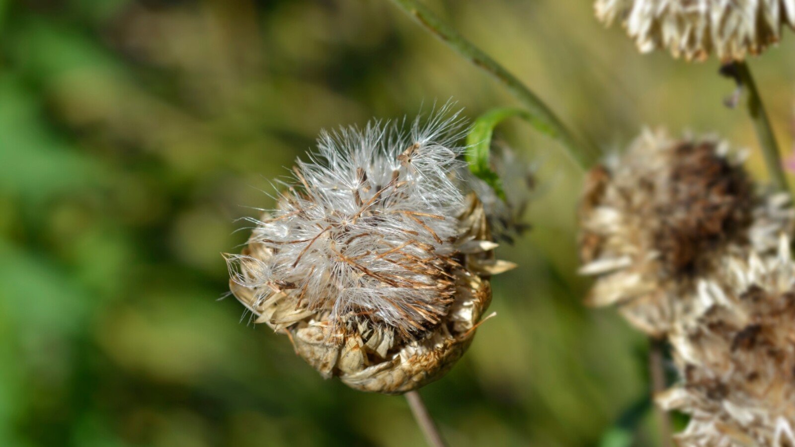 A dried strawflower, its petals faded and delicate, holds a secret within its withered head - clusters of tiny, intricate seeds, patiently awaiting their chance to be carried away by the wind and find new life elsewhere.