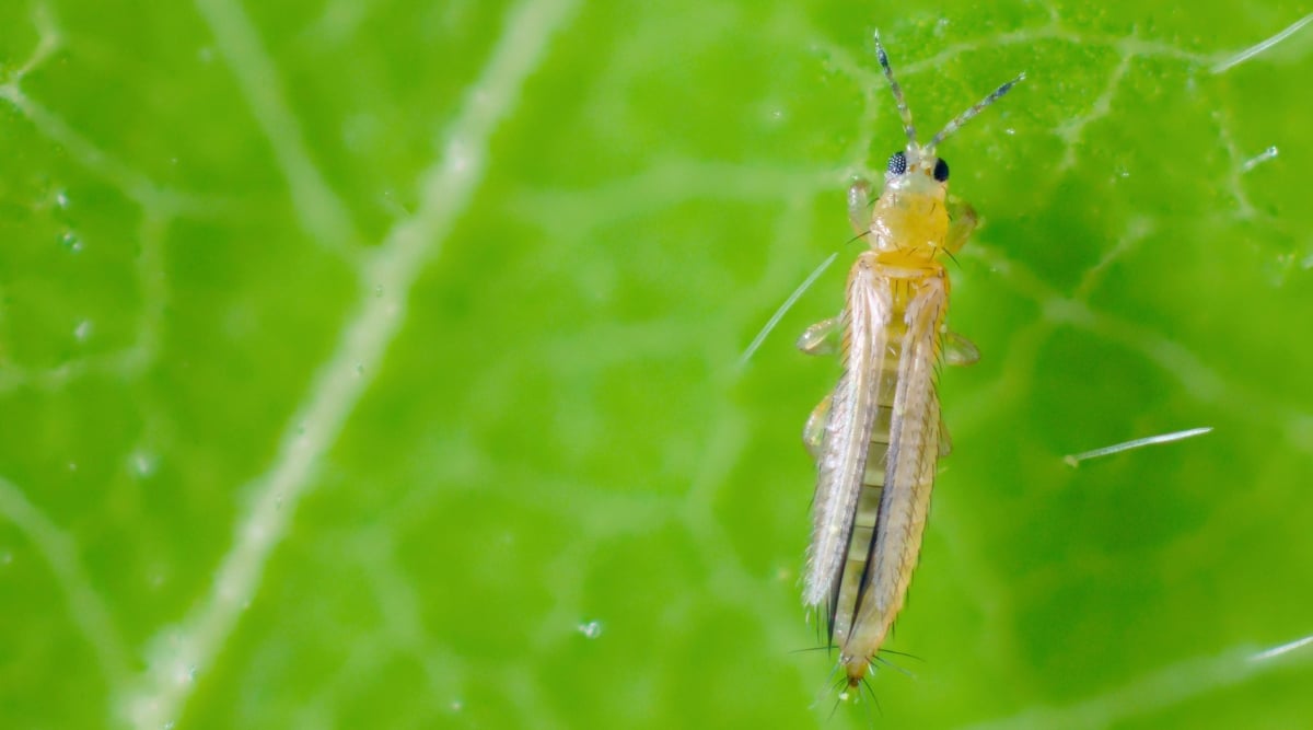 Close-up of thrips on a green leaf. Thrips are tiny, thin insects with an elongated body, narrow and cylindrical in shape. One of their notable features is their long and narrow fringed wings. These wings are covered in tiny hairs, giving them a feathery appearance. Thrips come in shades of brown, yellow, black, and translucent.