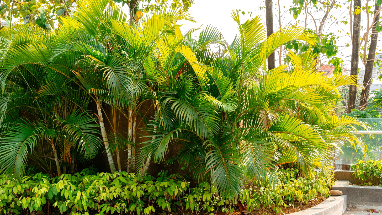 Tropical Palm Trees For Landscaping
