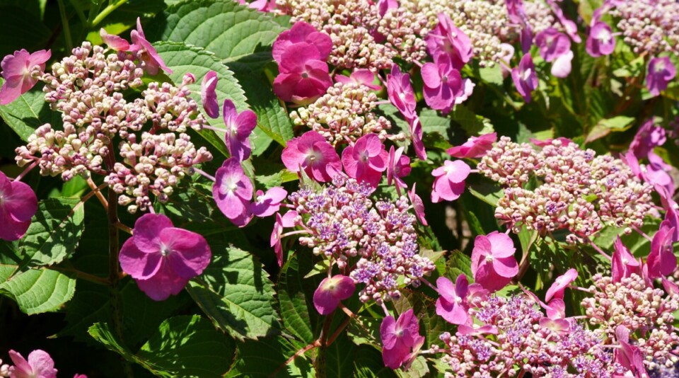 13 Low Maintenance Hydrangeas that Thrive on Neglect