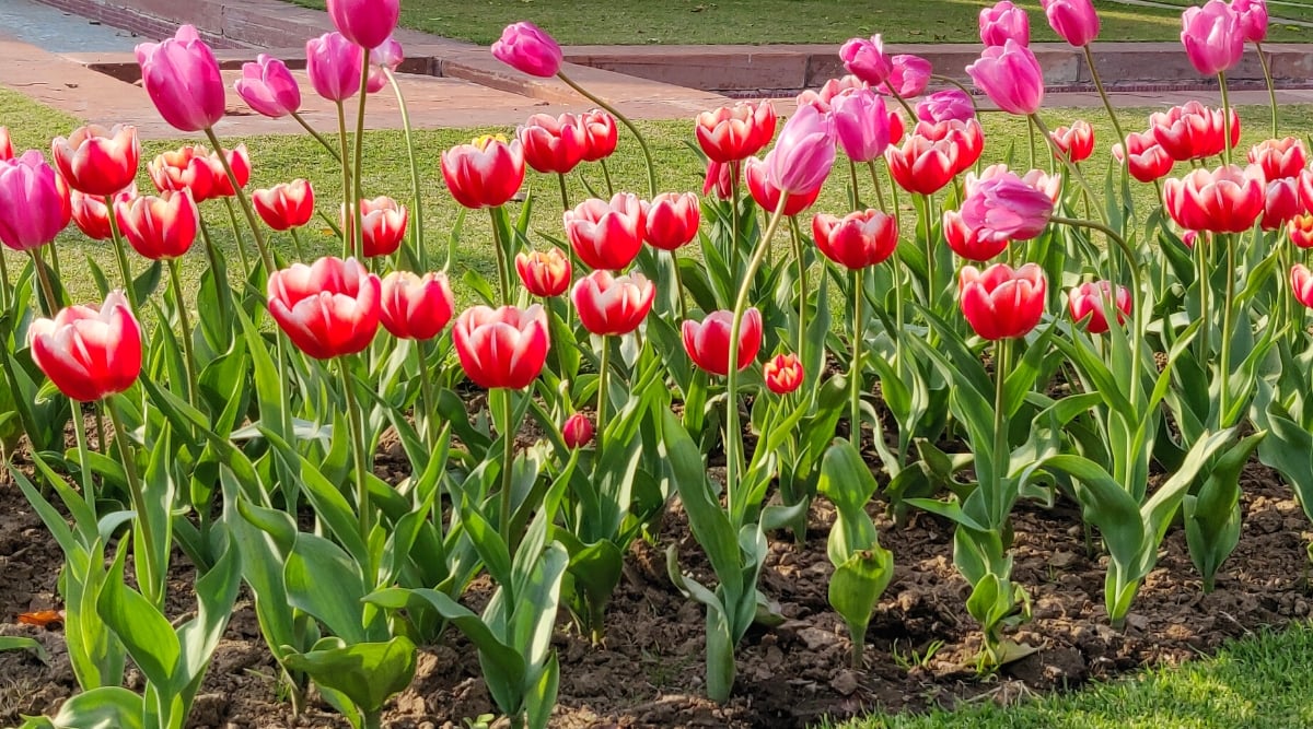Close-up of a flower bed with blooming tulips in a sunny garden. Tulips are graceful, bulbous perennials known for their showy flowers. These flowers are bright pink-purple and red with white edges. Each flower consists of six petal-like tepals. The leaves are long, narrow, and typically emerge from the base of the stem.