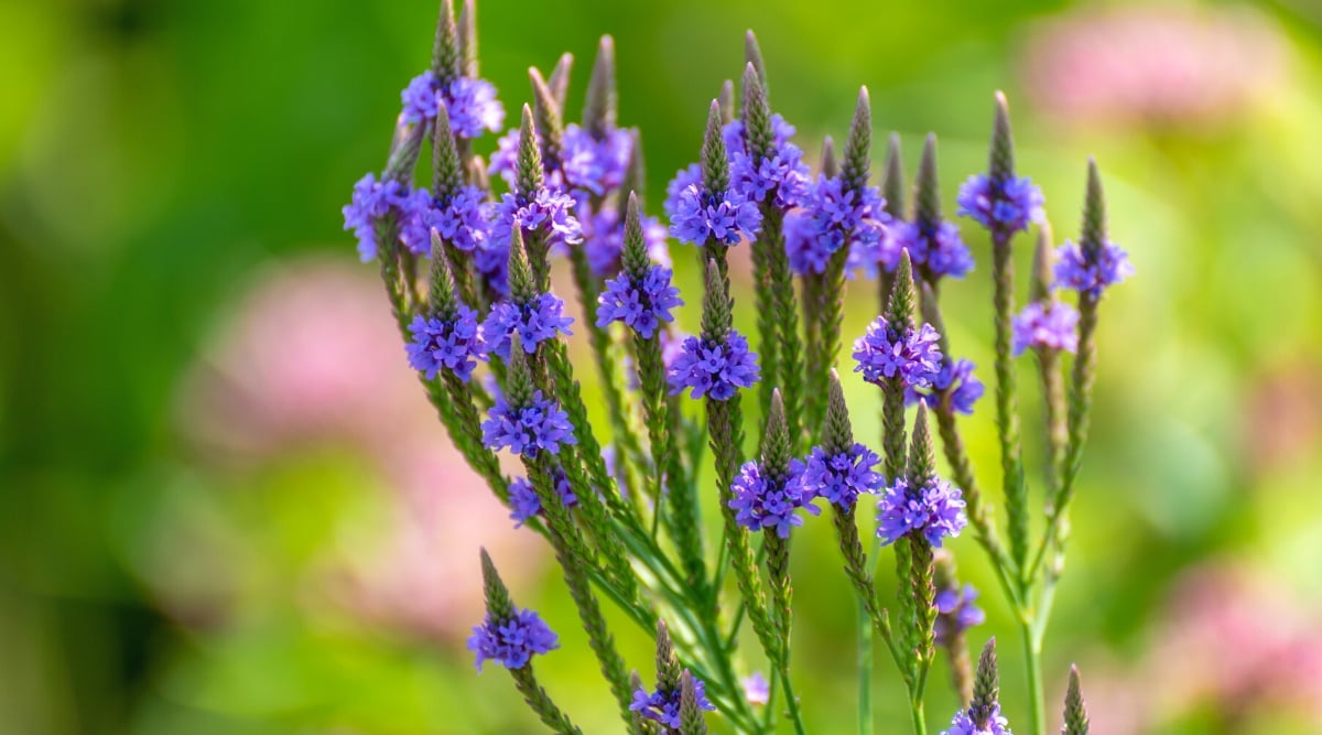 Close-up of a flowering Vervain plant against a blurred green background. Vervain, also known as Verbena, is a herbaceous perennial plant that belongs to the Verbenaceae family. The plant forms vertical clusters on thin, erect stems. They form clusters of small tubular blue-purple inflorescences.