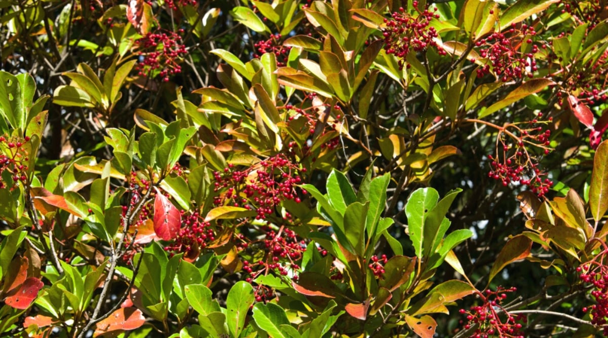 Close-up of a Coppertop Sweet Viburnum, scientifically known as Viburnum odoratissimum &lsquo;Coppertop&rsquo; shrub in a sunny garden. It is an evergreen shrub with glossy leathery leaves. Its leaves are a rich shade of dark green on top, while the underside boasts a striking copper hue. The plant produces clusters of small red berries.