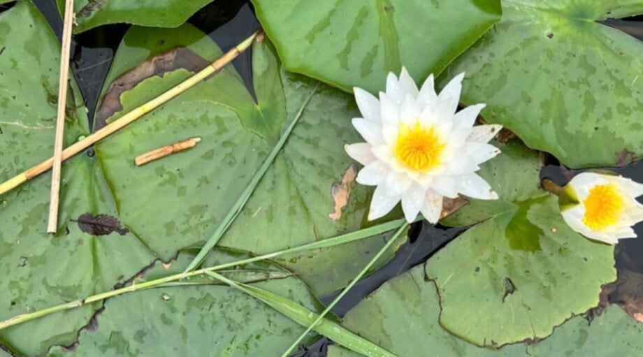 Pond Plants Near Me – Find The Best Local Options For Your Backyard