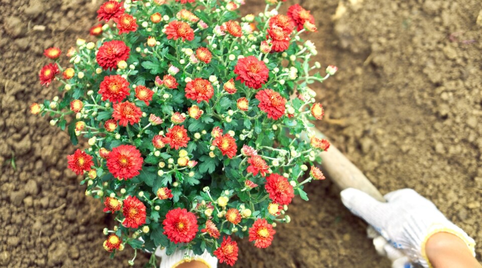 When is the Best Time to Plant Fall Mums?