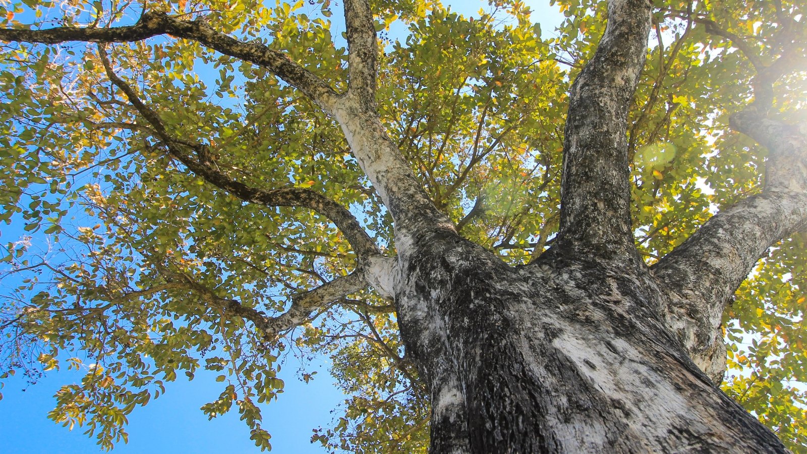 What Can You Plant Near Black Walnut Trees?