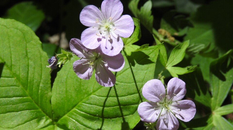 11 Native Perennials to Direct Sow this Fall