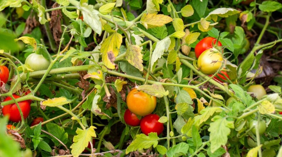 What Can You Plant Near Black Walnut Trees?