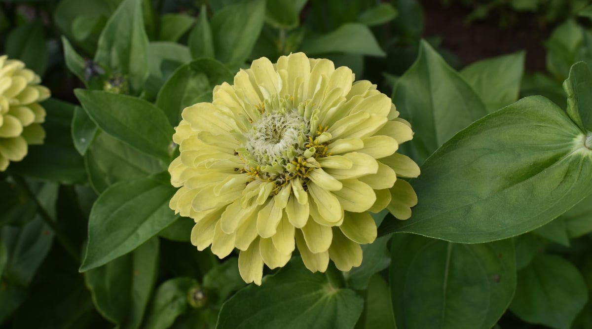 An Envy Zinnia flower displays captivating muted yellow-green hues, drawing attention with its subtle elegance. Set against a blurred backdrop of lush green leaves, the flower&rsquo;s colors, and layered petals form a harmonious contrast.