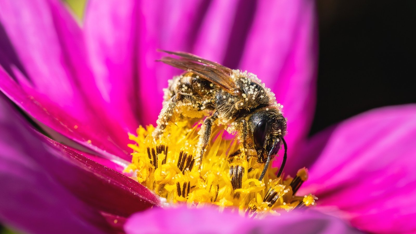 World's Smallest, Largest, and Weirdest Bee Species - The Best Bees Company