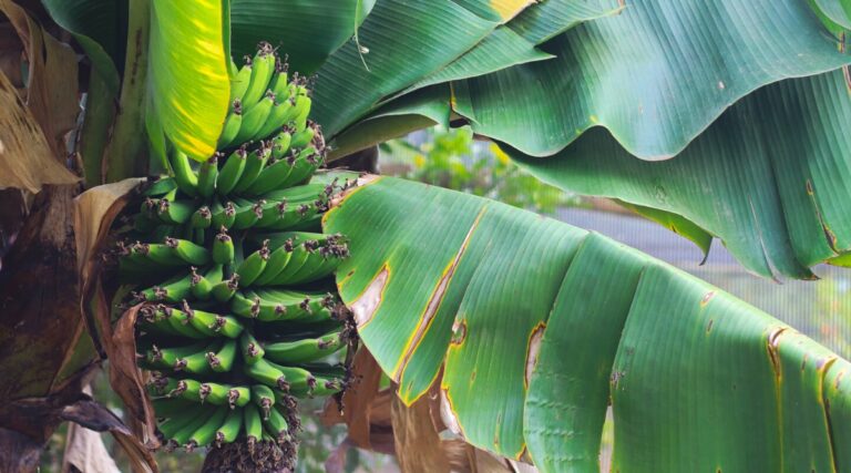 How to Plant, Grow, and Care for Banana Plants