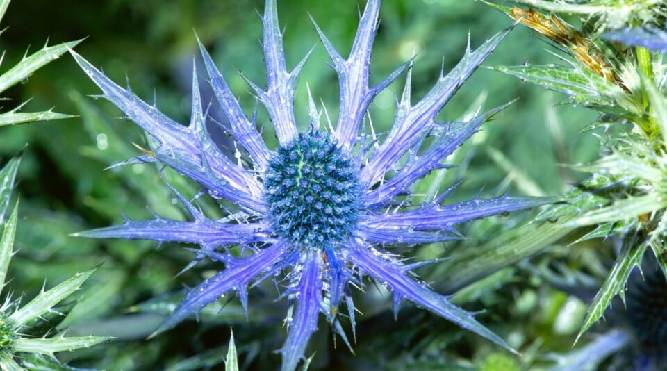 How to Plant, Grow and Care For Sea Holly