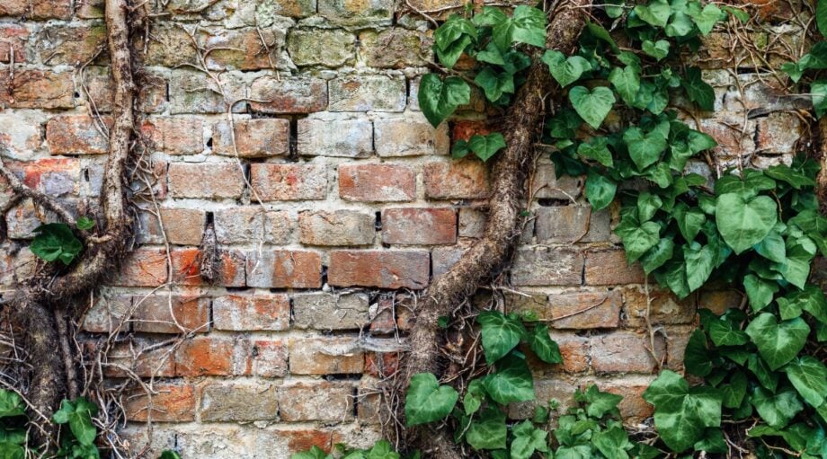 Myth or Truth Will Ivy Destroy the Exterior of Your Home?