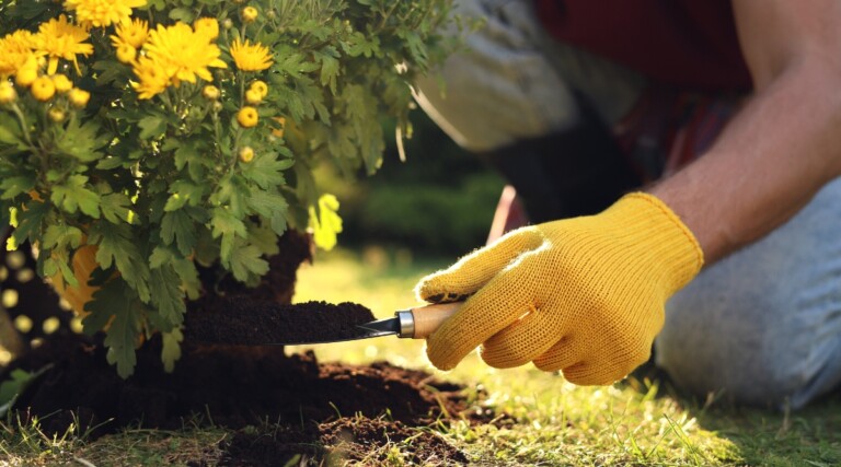 When is the Best Time to Plant Fall Mums?
