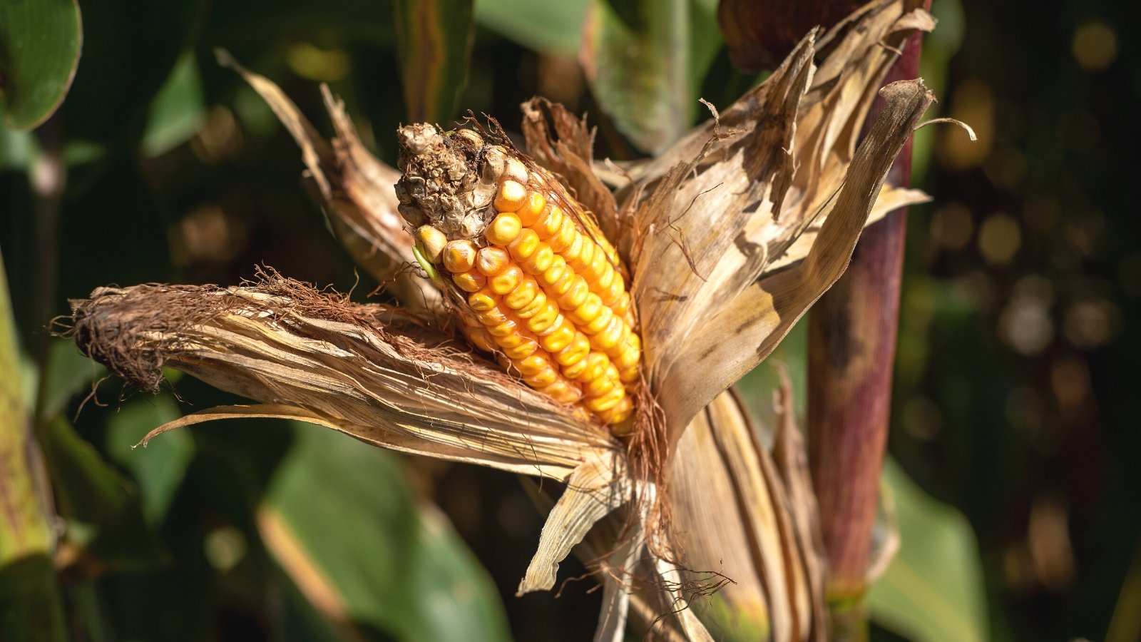 11 CornGrowing Problems You Might Face