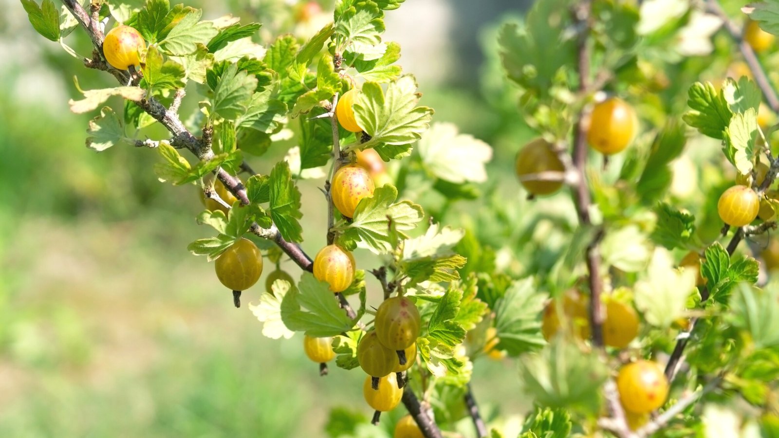 15 Beautiful Shrubs for Your Edible Garden