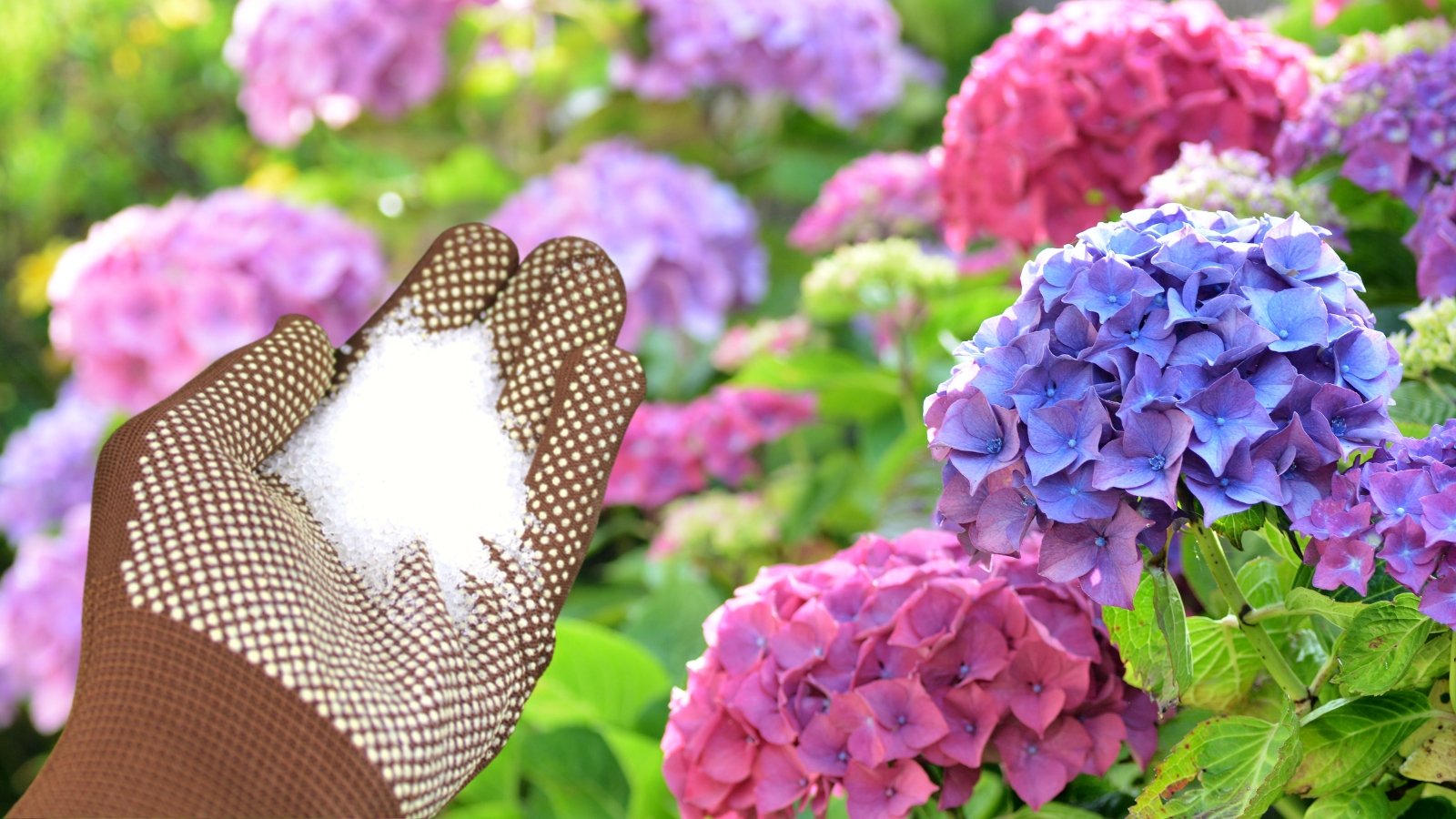 Is Epsom Salt Good or Unhealthy For Hydrangeas? Batang Tabon