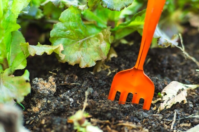 A small orange gardening tool rests in the soil near lettuce leaves.