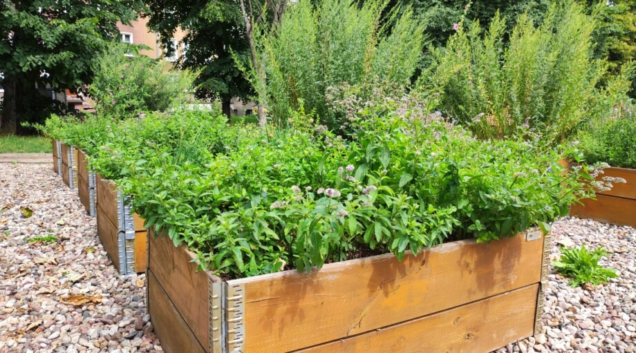 15 Tips for Herb Gardening in Small Spaces