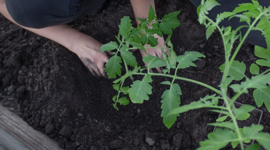 What Can You Plant Near Black Walnut Trees?