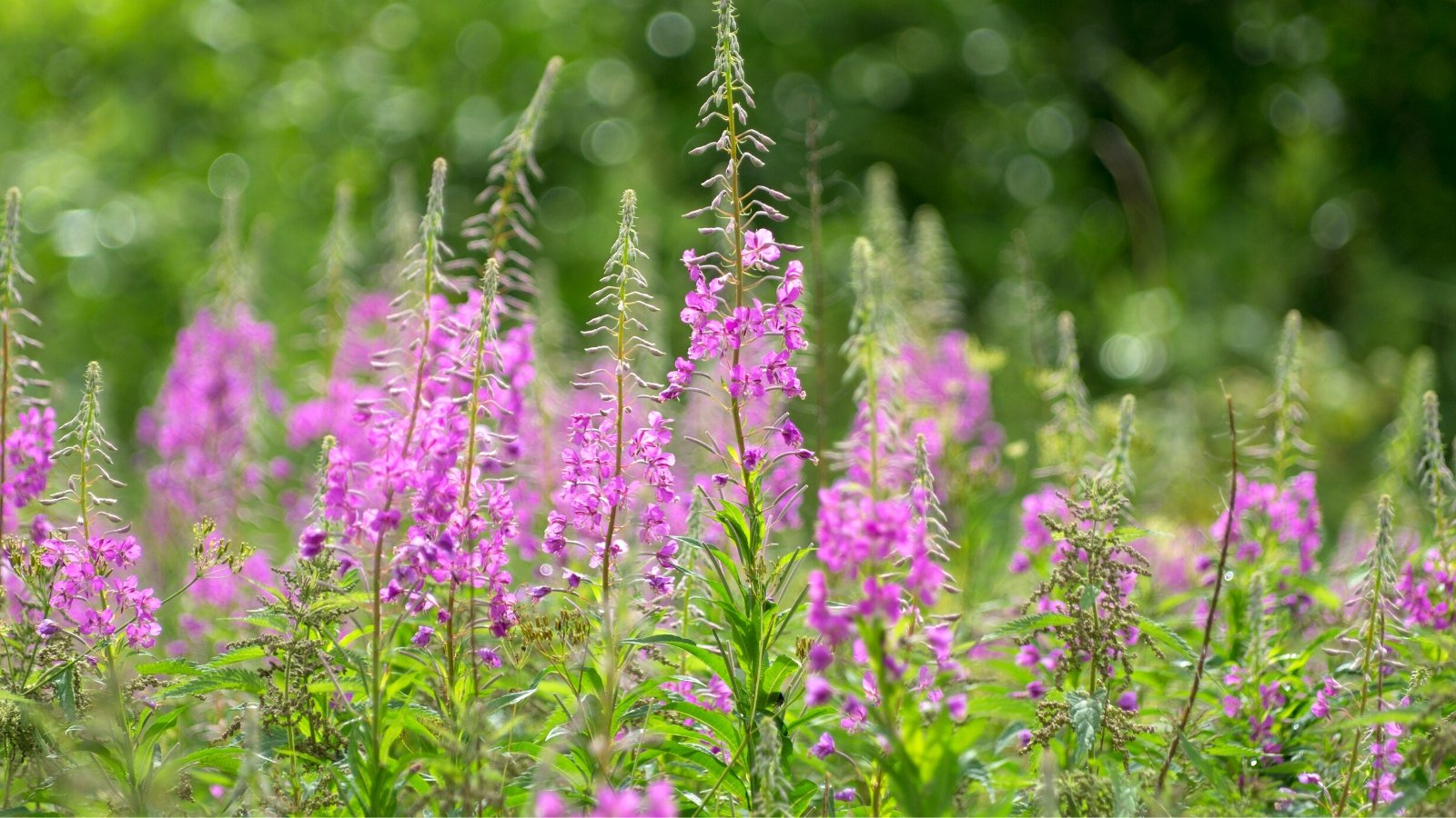 20 Native Herbs to Grow in August Global Green Solution