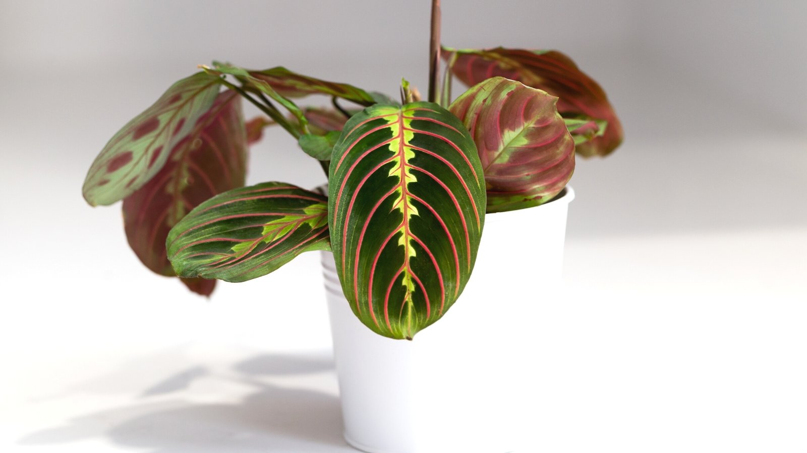 Unlock the Secret Propagate Prayer Plants with Ease! Global Green