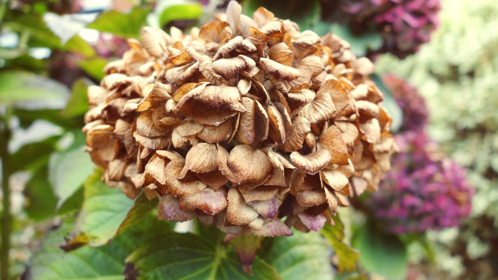7 Signs of an Underwatered Hydrangea