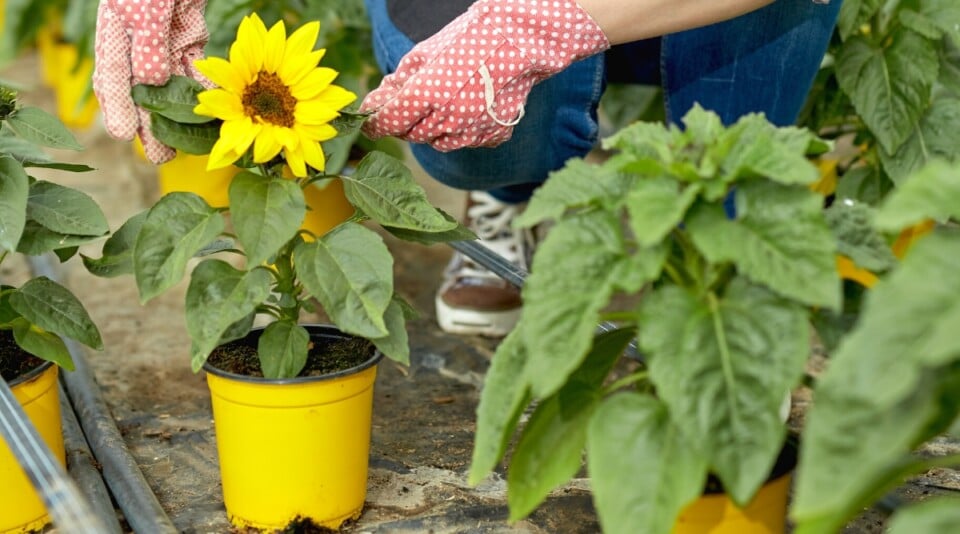 14 Tips For Growing Sunflowers in Pots or Containers