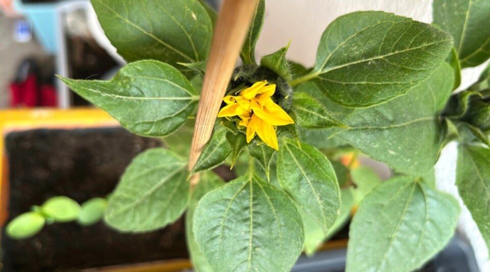 14 Tips For Growing Sunflowers in Pots or Containers