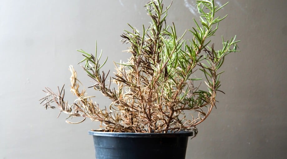 11 Mistakes to Avoid When Growing Herbs Indoors