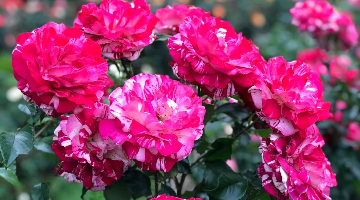 17 Beautiful Low Growing Ground Cover Roses