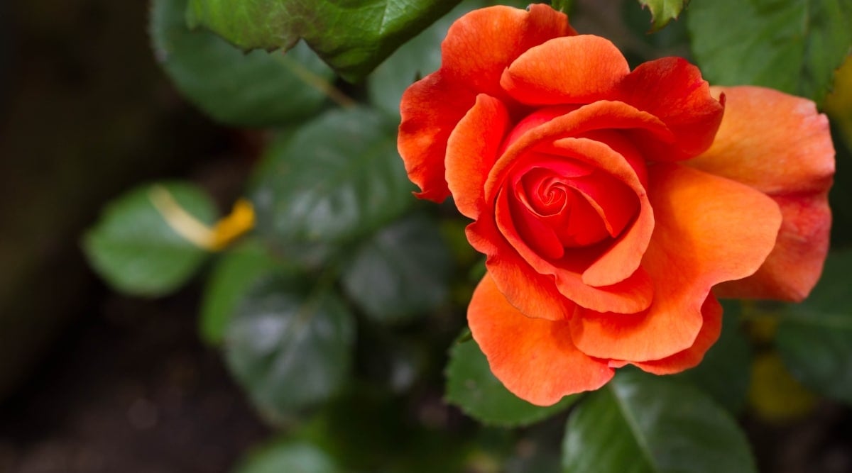 17 Beautiful Low Growing Ground Cover Roses