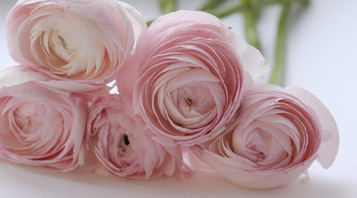 ‘Amandine Chamallow’