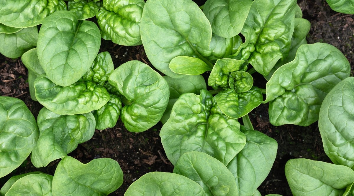 Top view, close-up of &lsquo;Bloomsdale&rsquo; Spinach plants. &lsquo;Bloomsdale&rsquo; Spinach is a classic spinach variety known for its distinctive appearance. The plant features dark green, crinkled or savoyed leaves. These leaves have a textured surface with deep, pronounced wrinkles, giving them a unique and attractive appearance.