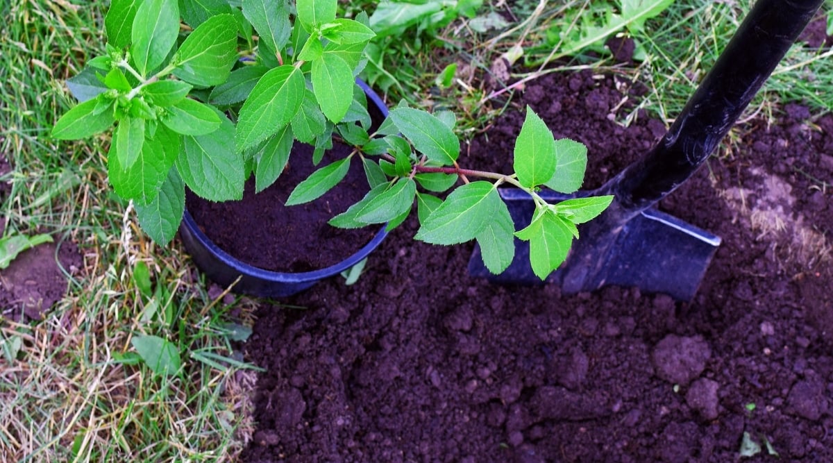 Close-up of a young Panicle hydrangea seedling in a black plastic flower pot next to a dug planting hole. A large garden shovel is stuck into the soil. The soil is loose and dark brown. The hydrangea bush has dark green, oval leaves and slightly pinkish stems.