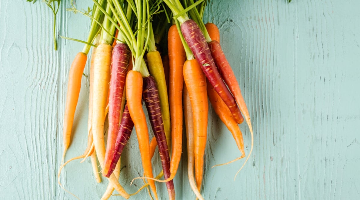 Close-up of &lsquo;Calliope Blend&rsquo; Carrots on a blue wooden surface. The &lsquo;Calliope Blend&rsquo; Carrot is a vibrant and colorful variety of carrots with a distinctive appearance. This blend features carrots in a range of bright and eye-catching colors, including shades of orange, purple, red, yellow, and white. The carrots have a cylindrical or tapered shape, similar to traditional orange carrots.
