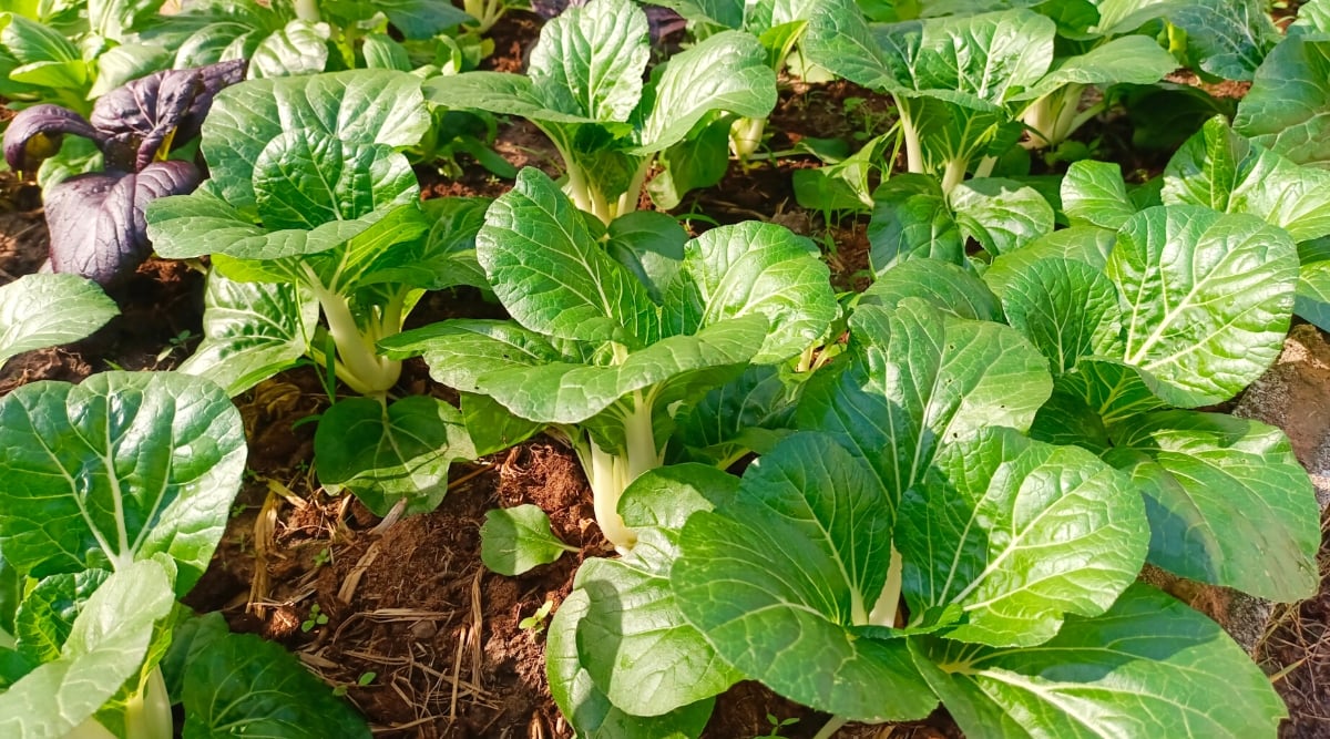 Close-up of a garden bed with &lsquo;Choko&rsquo; Bok Choy growing. &lsquo;Choko&rsquo; Bok Choy, also known as baby bok choy, has a compact and petite appearance. The plant consists of small, tender, and crisp green leaves attached to pale, tender stalks. The leaves are smooth with pale green veins and slightly wavy edges.