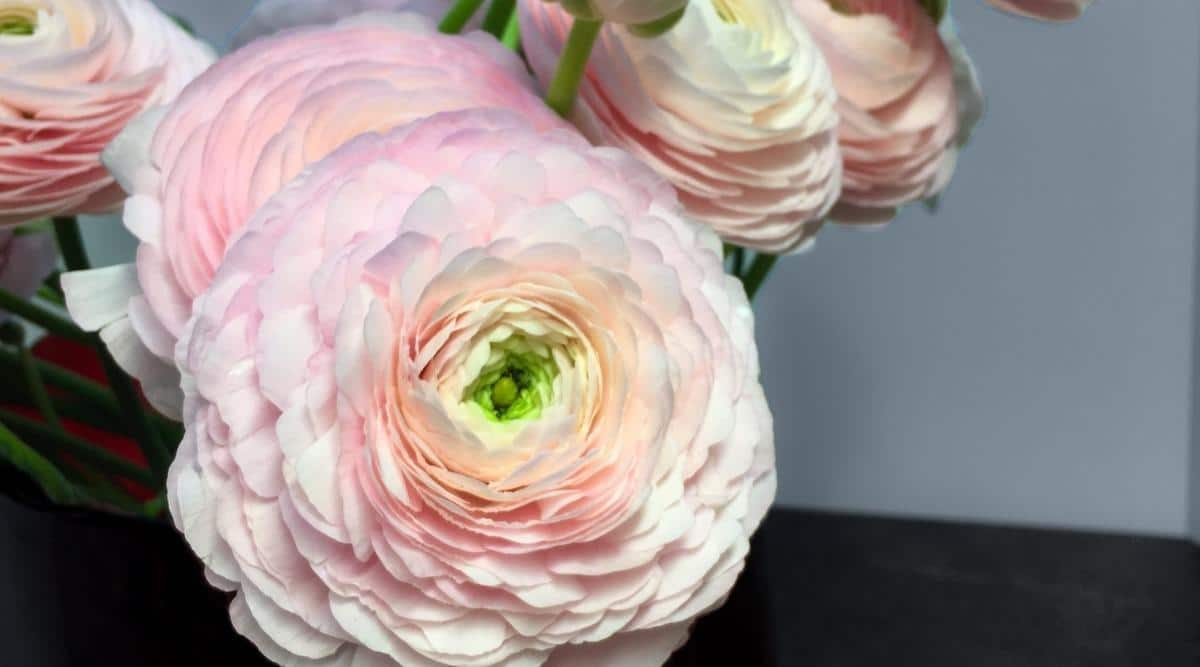Ranunculus ‘Cloni Success’ Series