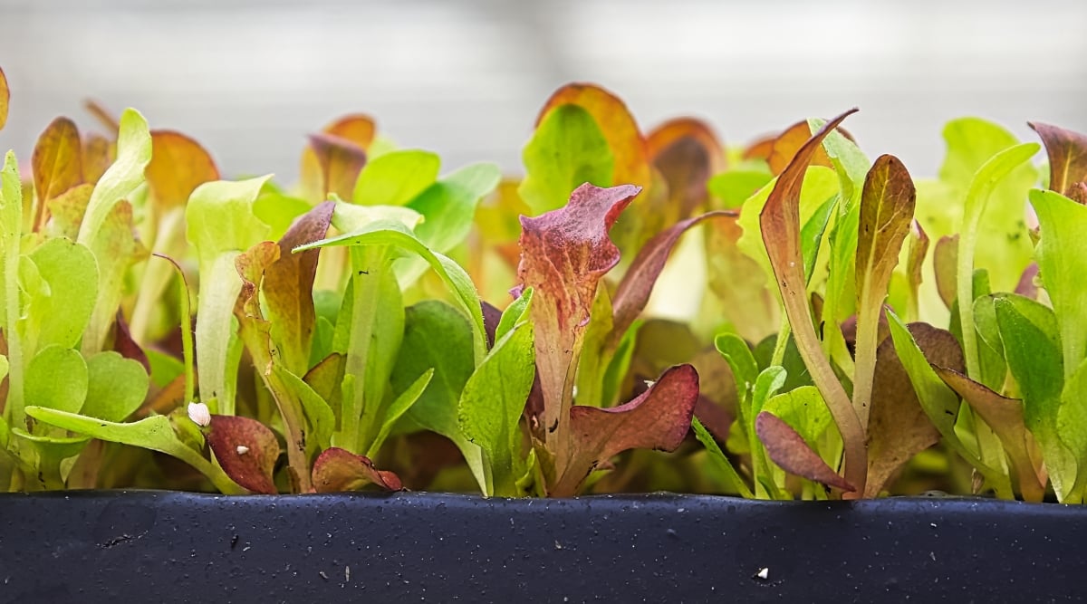 Close-up of growing &lsquo;Gourmet Baby Greens&rsquo; Mesclun Lettuce in a black tray. The &lsquo;Gourmet Baby Greens&rsquo; Mesclun Lettuce is a mix of various lettuce varieties, including small, tender leaves with a variety of colors and textures. These baby greens exhibit shades of green and red and have a delicate, young appearance.