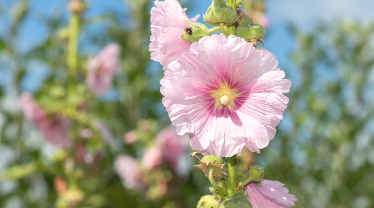 Close-up of a blooming &lsquo;Summer Carnival&rsquo; flower in a sunny garden against a blurred background of blooming Hollyhock flowers and a blue sky. The flower is large, cup-shaped, solitary, consists of slightly wavy pale pink petals. The flower has shades of dark pink in the center, turning into light pink towards the edges of the petals.